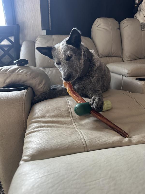 Koda enjoying her bully stick