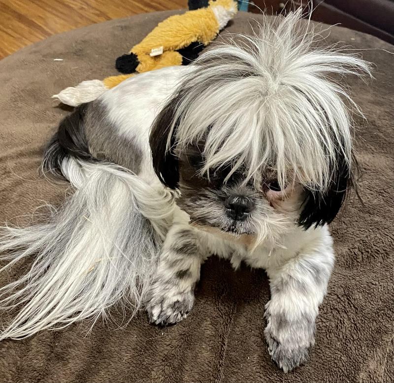 my baby boy Odin Loving the treats