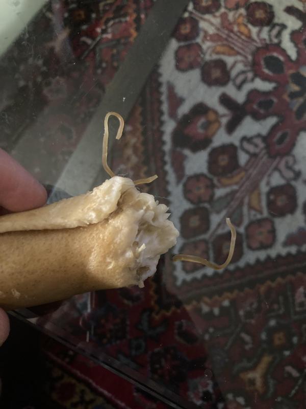 Bits of rubberband we removed from inside the chew after our dog started pulling them out mid-chew.