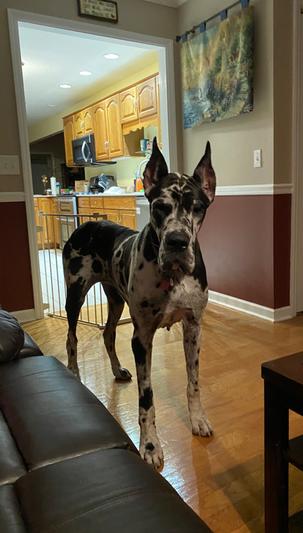 My beautiful Zena will eat anything but I had to let her down and tell her NO!!!