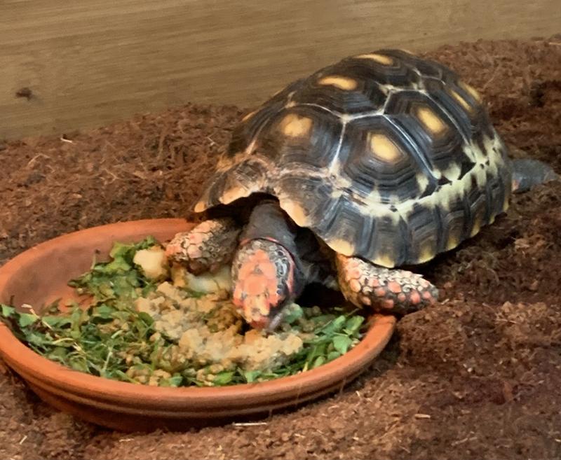 Pumpkin finishing his pellets I placed on a bed of fresh grass