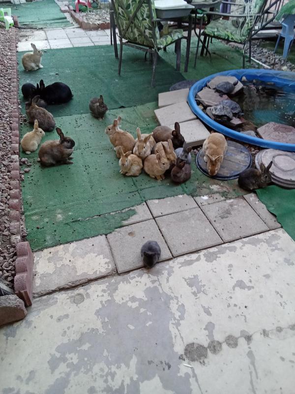 Some of my bunnies in my backyard