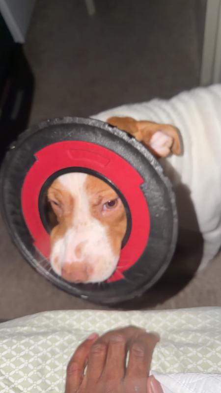 Amiris playing with her Clifford ring