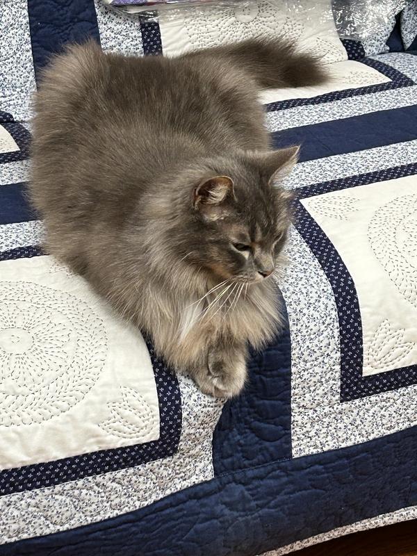 Sadie patiently waiting for dinner.