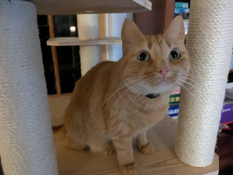Orange cat staring from cat tree shelf