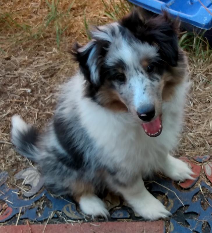 Blue buffalo australian clearance shepherd