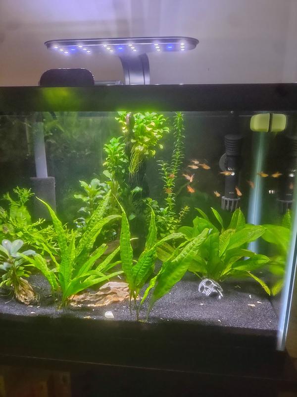 10g Ember Tetra tank