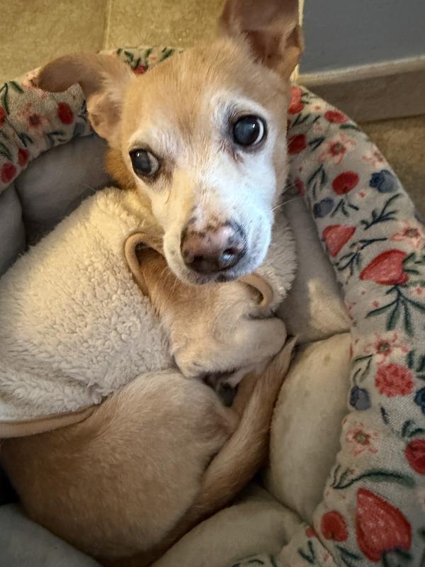 Buddy says, Thank You Chewy!!!