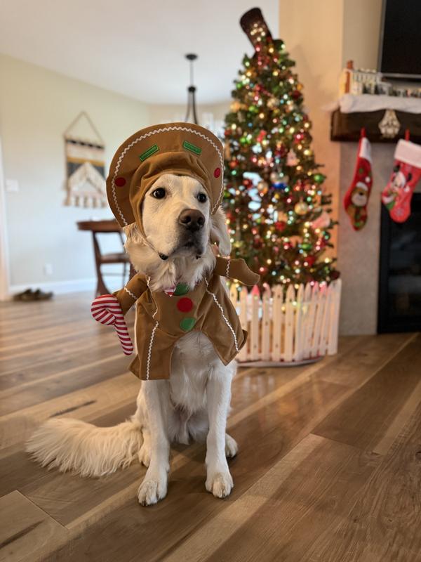 FRISCO Front Walking Gingerbread Dog Cat Costume, Medium