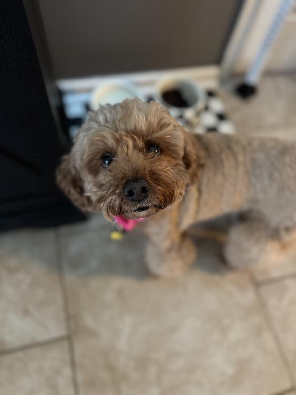 Setting out food for her. She smelled it but wouldn’t eat it.