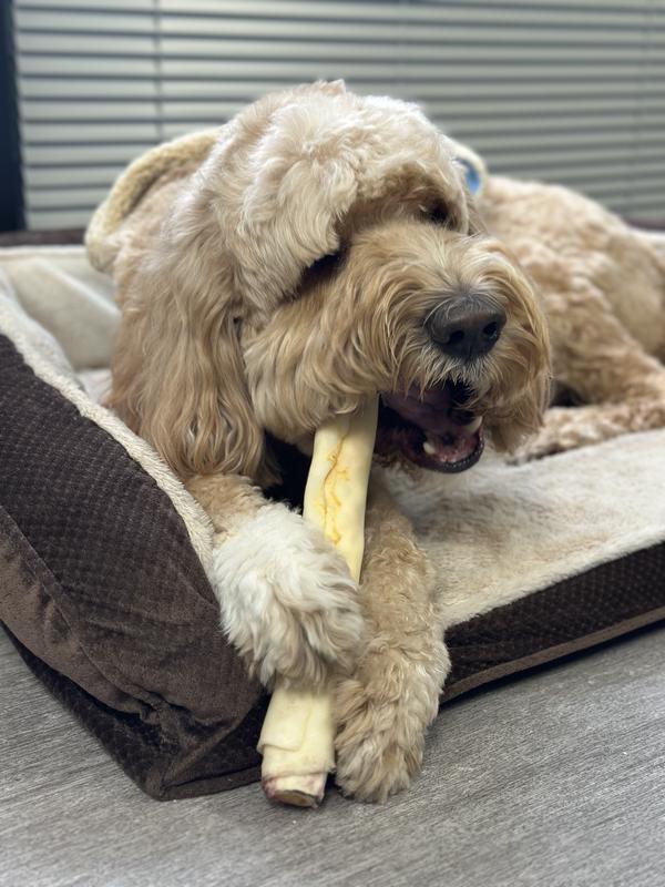 Loving the chew❤️