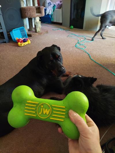 JW Pet iSqueak Bone Dog Toy