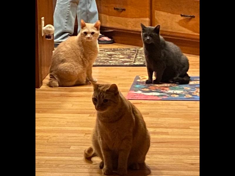 Waiting for their treat.