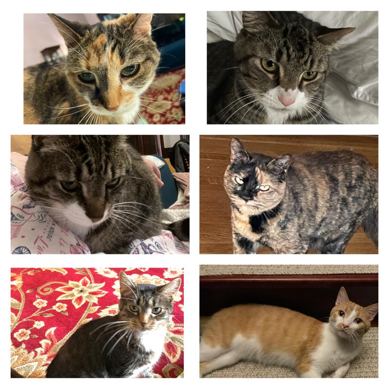 From top left: Callie, Ray, Tom, Sandra Dee, Annie Lennox, Cadfael.