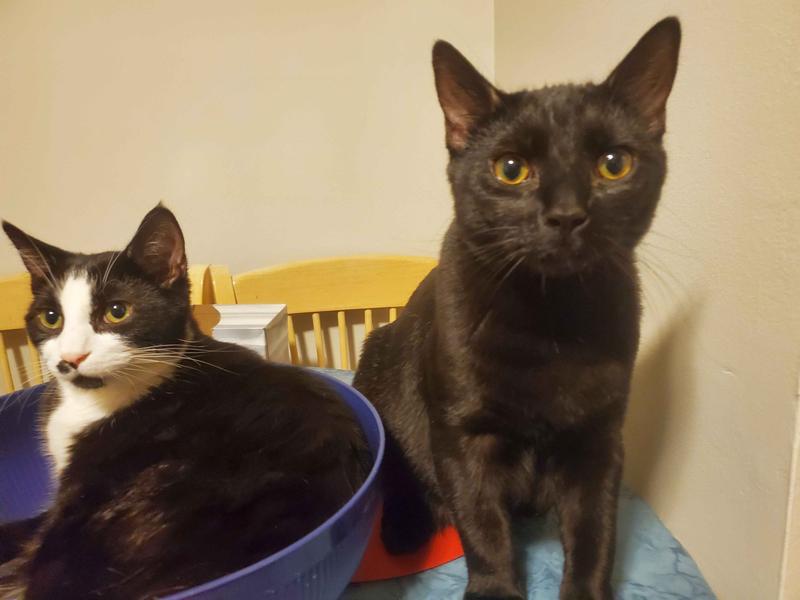 Shiro says he is the boss because he is the older brother