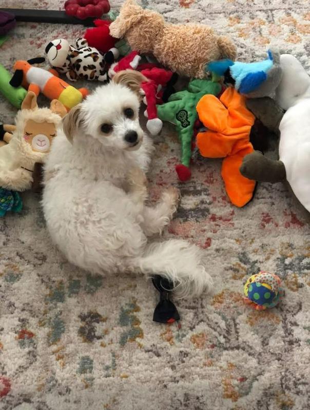 "These are mine." While sorting his many toys, I was donating the ones he didn't play with to his dog day care. As I placed the extras in a bag, this little imp zipping back and forth making a pile. Put them in a pile and sat with them. I got the point.