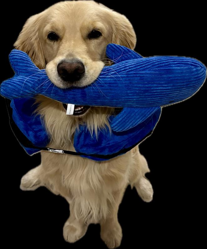 Baxter with blue whale and blue collar!