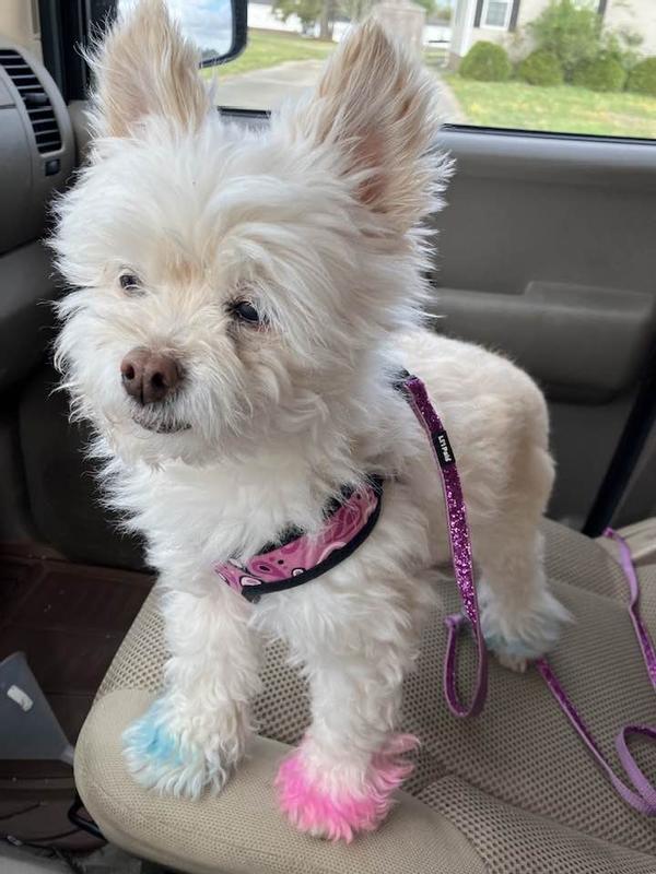 Chloe before the groomers