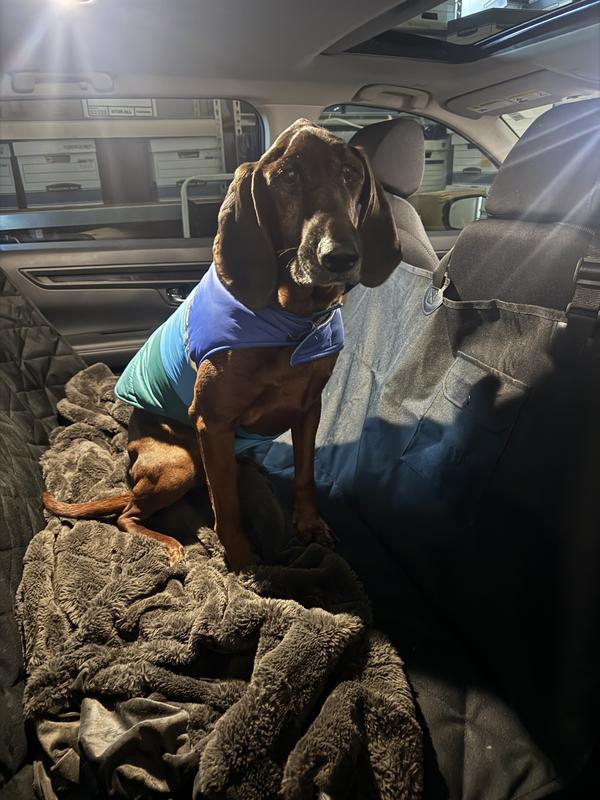 Clifford getting ready for a trip across town:)