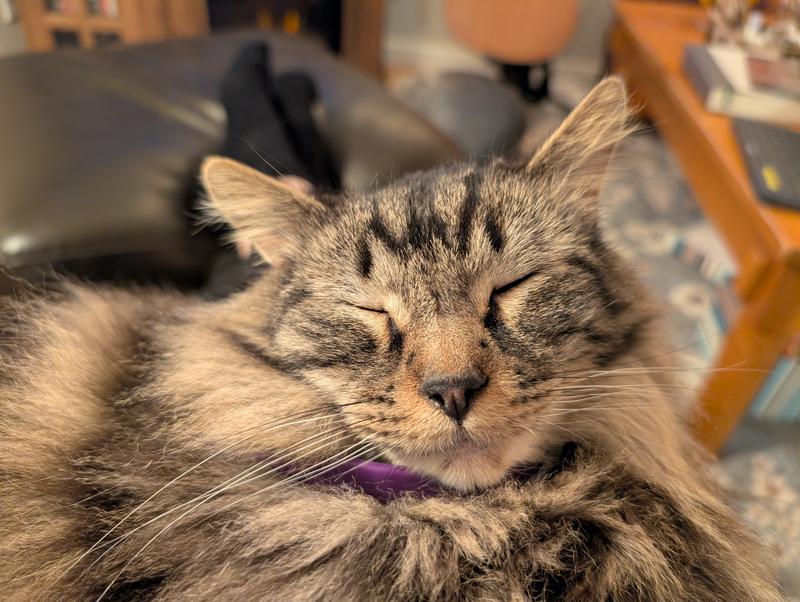 Walter with his collar