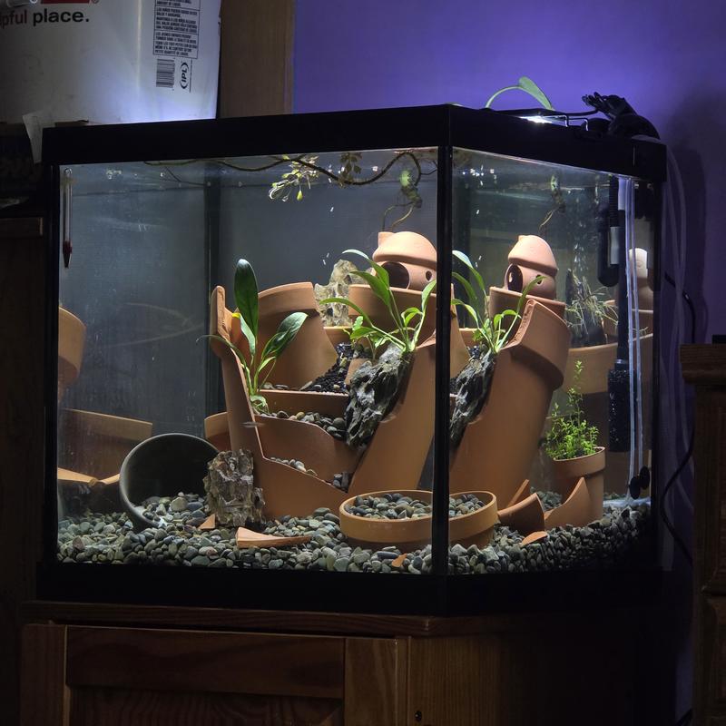 Fish tank
