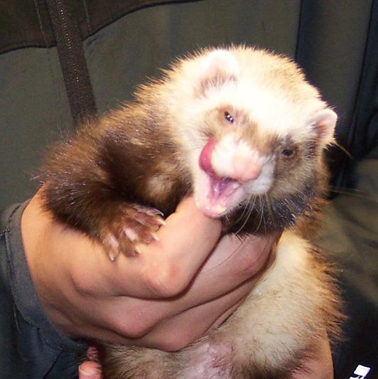 Paw Licking Good