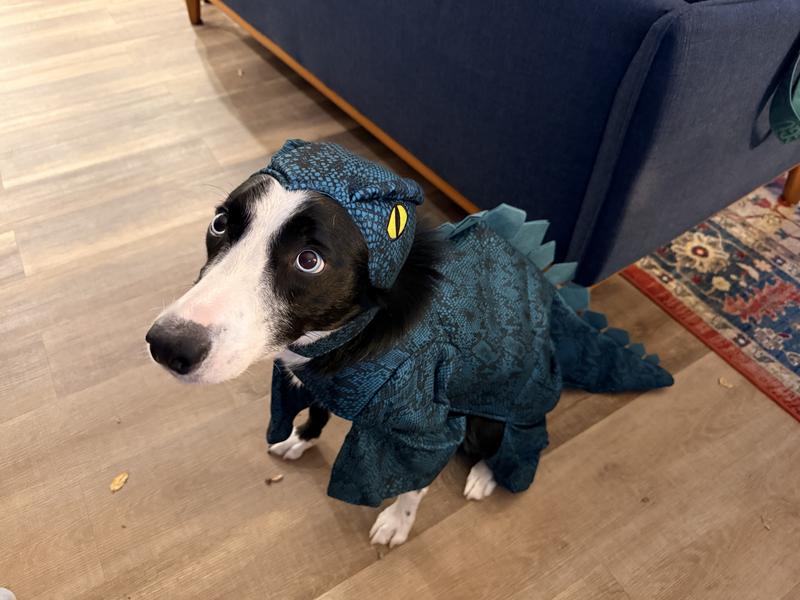 Loki the Stegosaurus