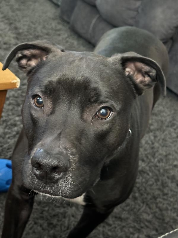 My other baby stormy