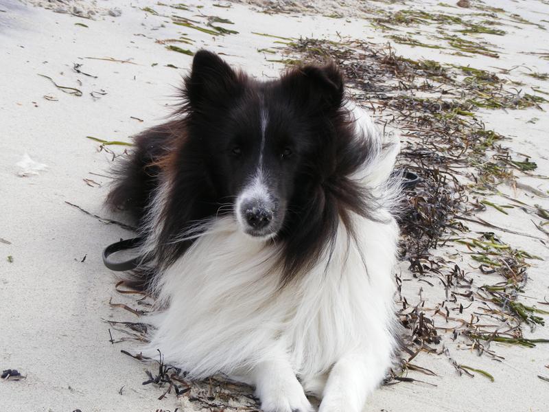Jackson enjoying the beach