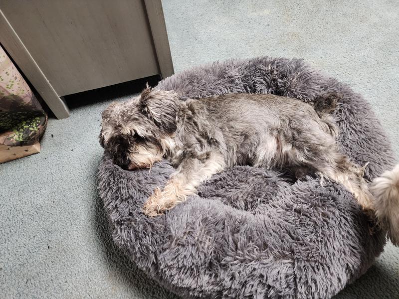 Stella all comfy