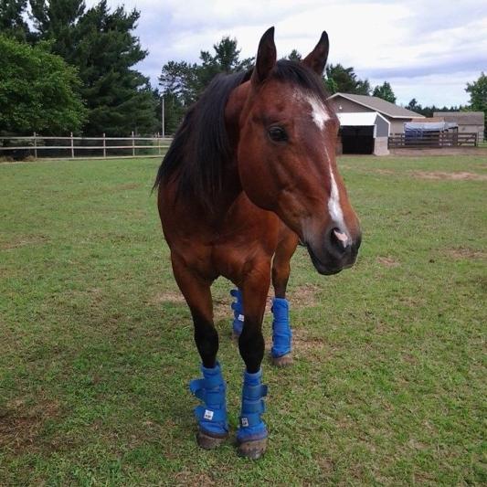 Phoenix who we adopted from a horse rescue
