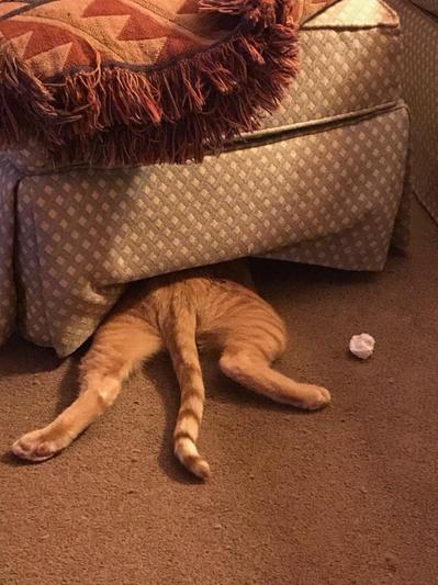 Even my cat didn't like it.