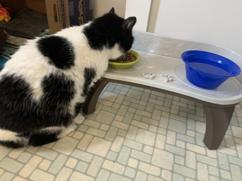 Foster Flower eating easier with her bowls elevated.