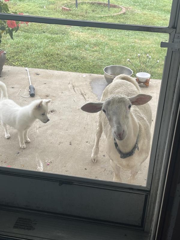 The smelly duo:  the new puppy and a lamb that thinks she is a dog , stinking up my welcome mat.