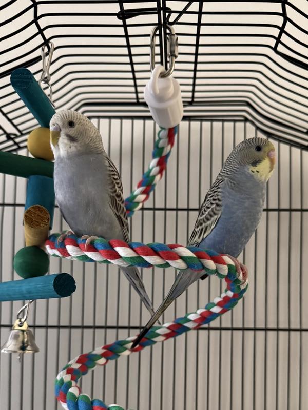 Top 5 Best Stainless Steel Bird Cage (Trusted Compilation) Of 2026