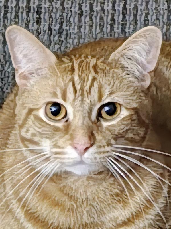 Colby and chester the very picky cats