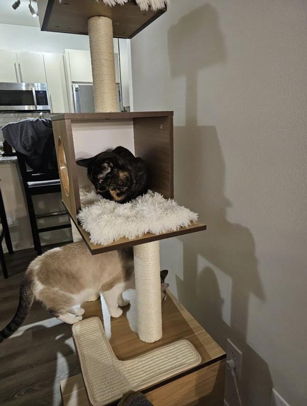 FRISCO 62-in Modern Cat Tree & Condo, Natural - Chewy.com