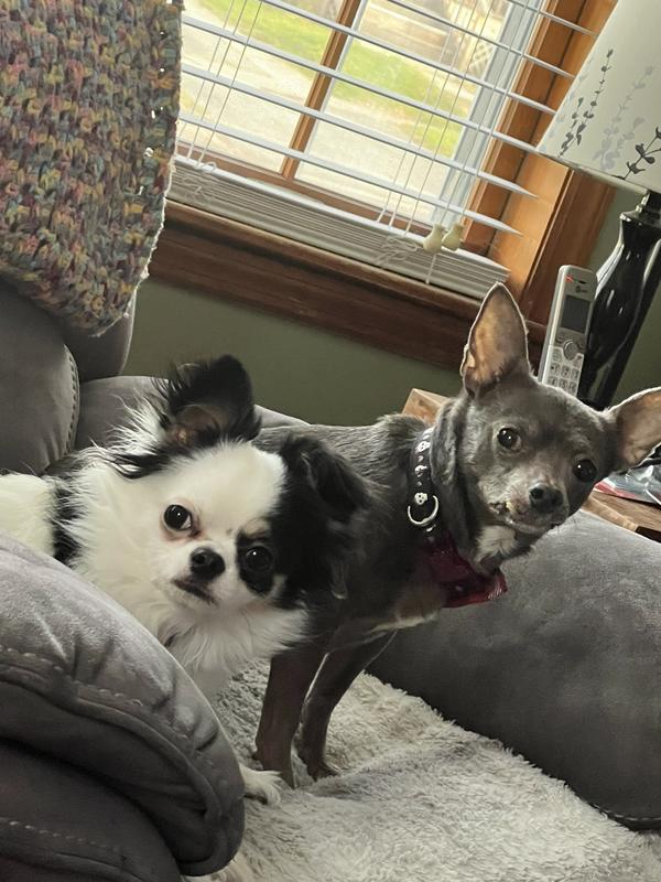 Mishka , long hair Chi and Jana ,blue chi