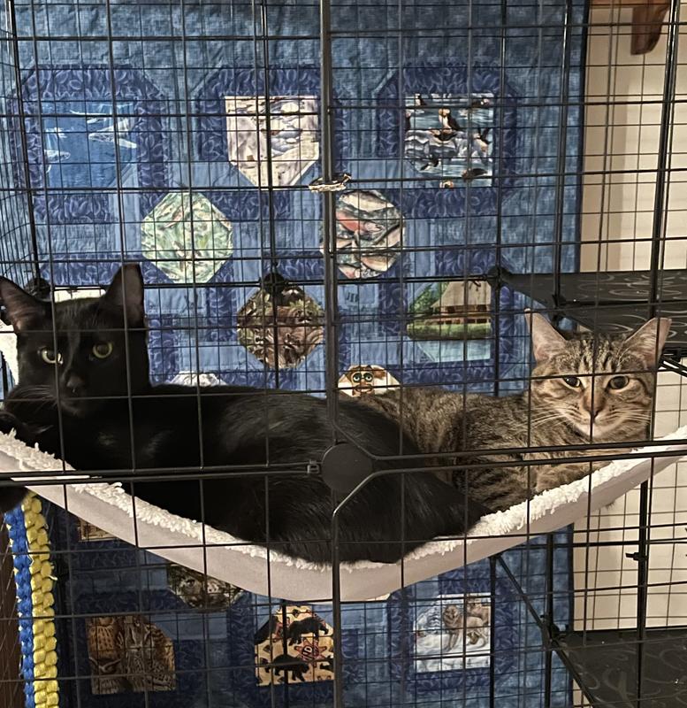 We love the hammock.