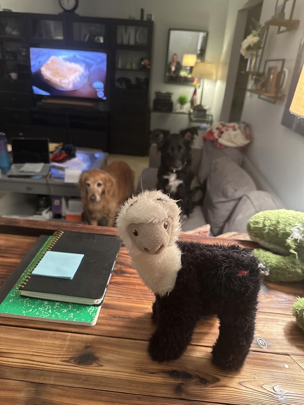 Black dog in background is “destroyer”!🤦🏼‍♀️