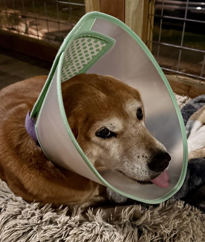 Molly licking her new cone.