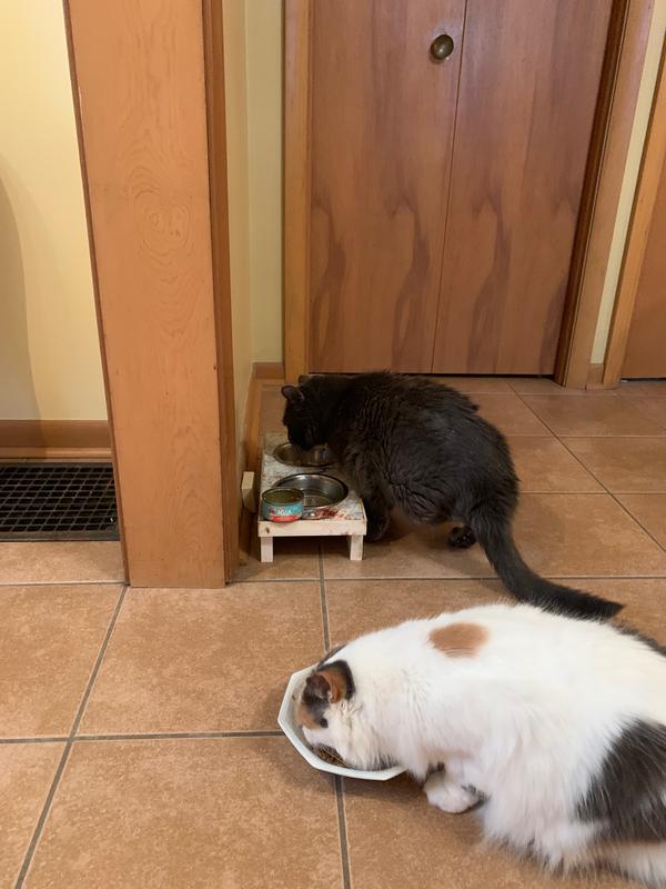 Love at First Bite