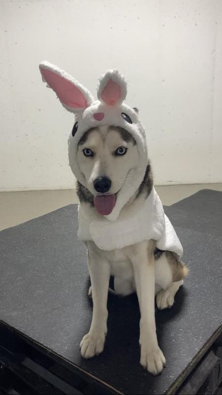 Luna in her bunny costume