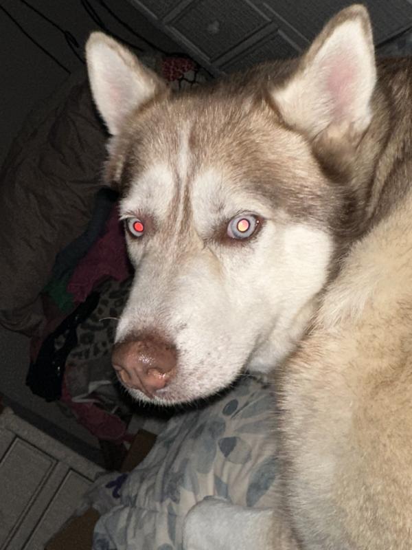 Kali is happy to be back up in the bed with Mom and Dad!