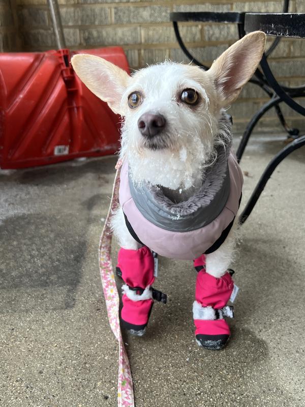 This was after our walk, they stay on! Probably my fault the one slid down a little.