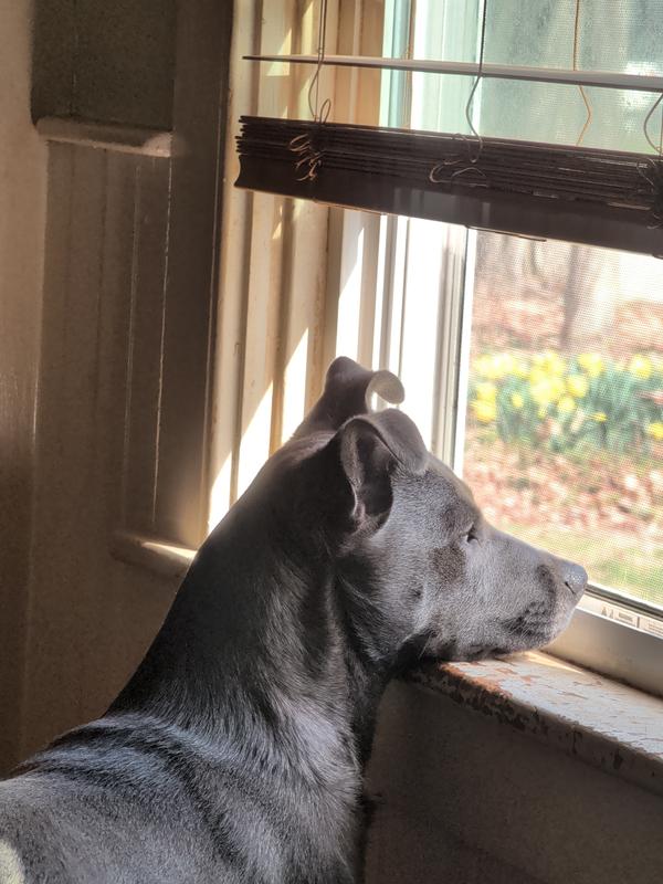 A mostly good boy
