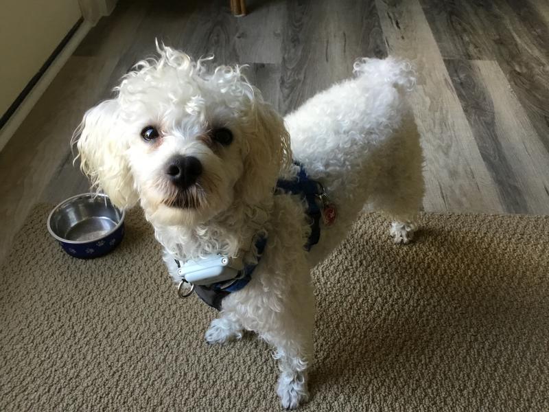 PATPET P628 2000ft Waterproof Auto Anti Bark Control Vibration & Beep