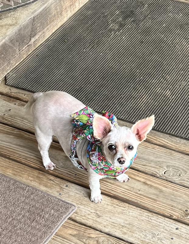 Gidget, after several rounds on her walk, thinks she might be ready for a nap and is even comfortable resting in this very supple collar and bow.