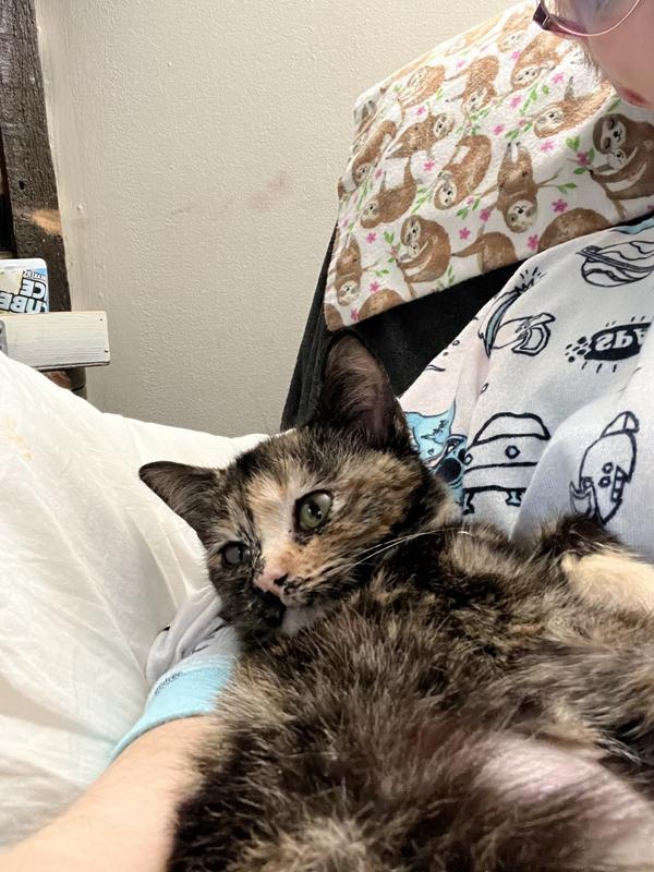 BLUE BUFFALO Baby Blue Healthy Growth Formula Natural Chicken & Brown Rice Recipe Kitten Dry