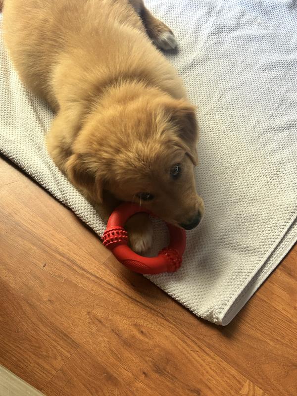 Saving your hands from Puppy teeth!
